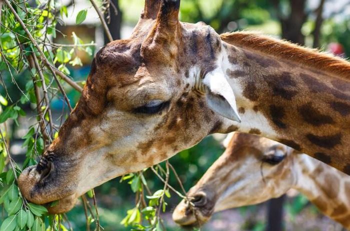 Why do giraffes like to eat leaves?