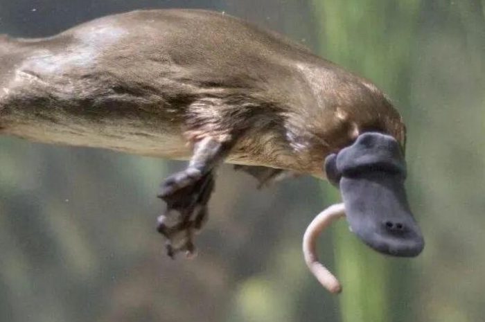 Why does the platypus have no stomach?