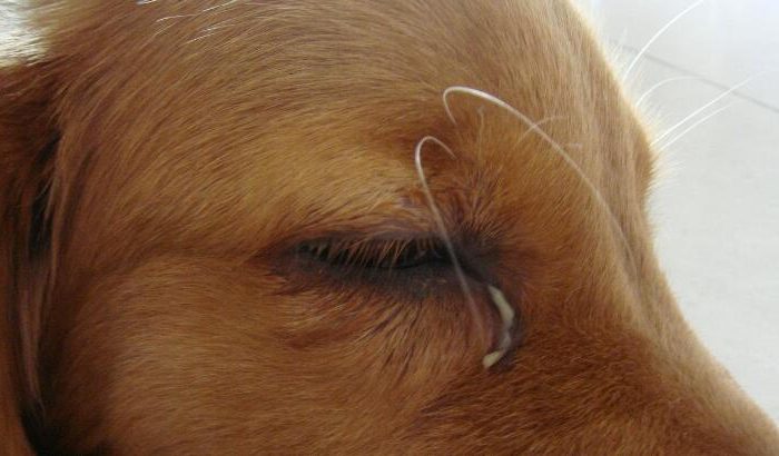 Scientific analysis of tears in the corners of dogs’ eyes