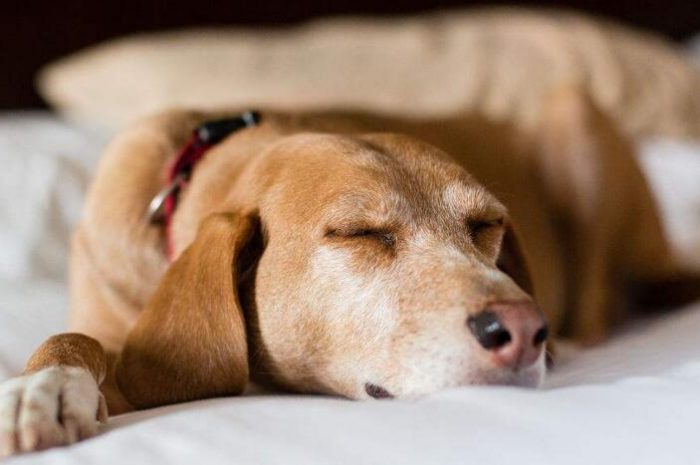 Reasons why dogs like to sleep with people