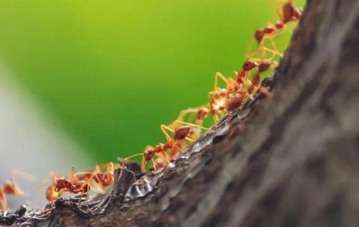 Ants recognize the reason for the path to find food