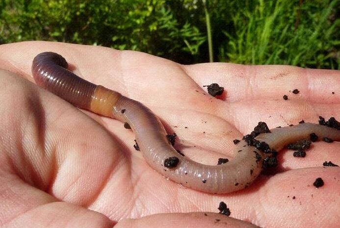 Reasons why earthworms can walk without legs and feet