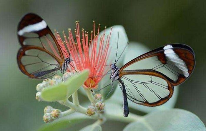 Why are butterfly wings beautiful and bright?