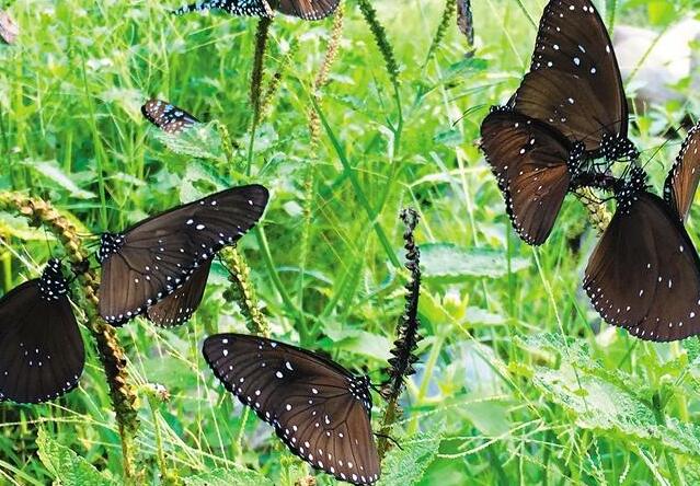 Analysis of the reasons why butterflies want to migrate