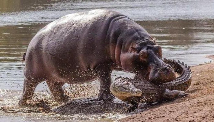 Why don’t crocodiles eat hippos? What is the reason