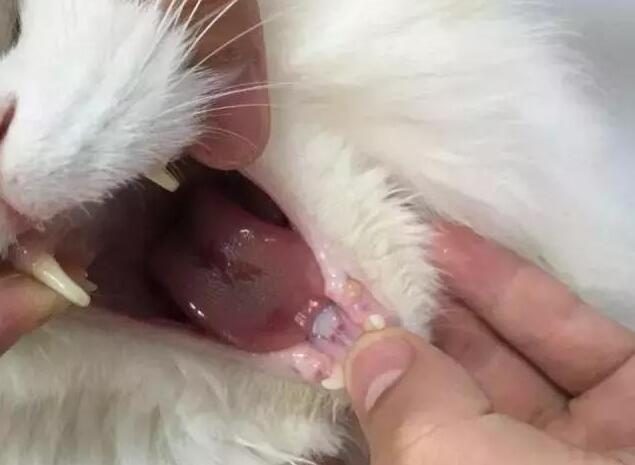 Why do cats get mouth ulcers? What are the symptoms