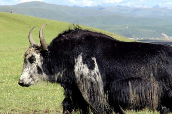 Why can yaks survive on the plateau? What are life habits