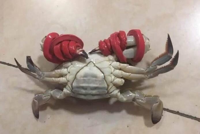 Why can crabs regenerate after fractures? what is the reason